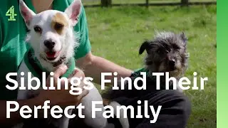 Can a terrified terrier find a home? | The Dog House 🐶 | Dog Stories