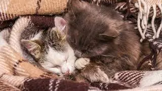 Relaxing Cat Music | Calming Sleep Music for Cats | CatMelody Relax