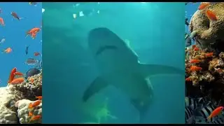 Sharks ! !  at Aquarium Trip with the Tiny Teacher