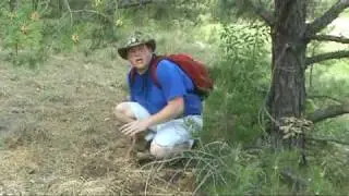 T-Rex VS. Spinosaurus - The Reality of Jurassic Park III.mpg