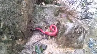 Giant Red Leech Vs Giant Earthworm of Mount Kinabalu-3