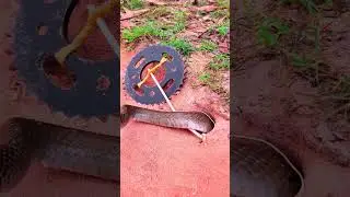 Creative new DIY snake trap using cutter & deep hole #snake #wildlife #animals #animaltrap #trapping