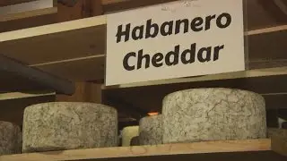 Artisan Cheese - Supporting Dairy
