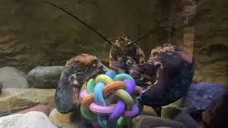 VLM | Rare Calico Lobster with enrichment toy at the Virginia Living Museum -
