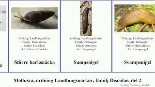 Mollusca, ordning Landlungsn&auml;ckor, familj Discidae, del 2 b&auml;rnstenssn&auml;cka mindre st&ouml;rre R&ouml;dskalig