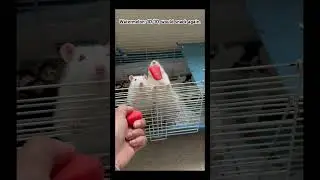 My pet ratties enjoying watermelon. #petrats #cute #rat #funny #spraguedawley #ratmom #spring