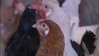 Degishmeler Dunyasi 3