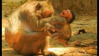 TERRIBLE JAYDEN EXTREMELY CRY !!! BREAK HEART CRUEL JADE FIGHT & THREW HER BABY CRY-CRY CONVULSION