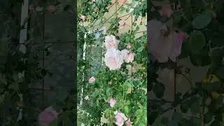 New Dawn Climbing Rose Spring, 2023