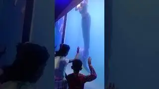 Tambaram kadal kanni show #mermaid #exhibition #trending #trendingvideo