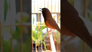 pancingan murai nretek untuk murai macet bunyi