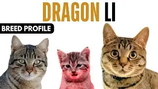 Dragon Li Cat Breed Profile History - Price - Traits - Dragon Li Cat Grooming Needs - Lifespan