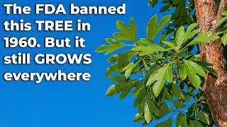 The FDA Banned This Flavor in 1960 &mdash; But the Tree Still Grows Wild Everywhere