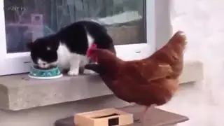 Hungry Cat & Rooster fight/ Funny whatsapp status