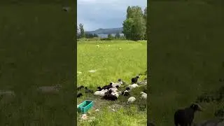 Cute Lamb 🥹 #highlights #lamb #cute #subscribe
