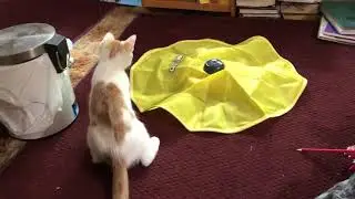 Dusty and the Cat's Meow