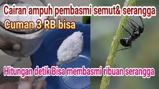 SUPER AMPUH || BUAT CAIRAN Pembasmi semut & serangga