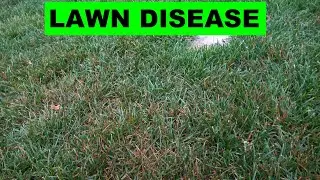 Preventing and Fighting Lawn Diseases - Brown Spots in Lawn