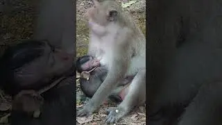 Adorable Baby Monkey Breastfeeding Milk EP1 #Shorts
