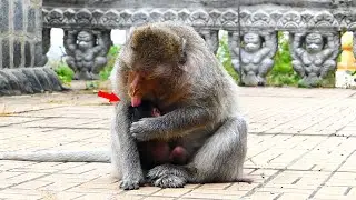 Monkey Emila licks milk from the remaining baby monkey Emilo.