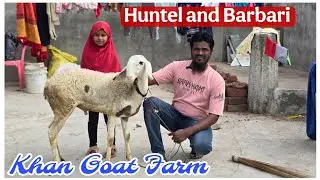 Quality Gulabi Huntel male and Barbari female at Khan Goat Farm Aurangabad Maharashtra 