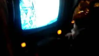 Gatti land