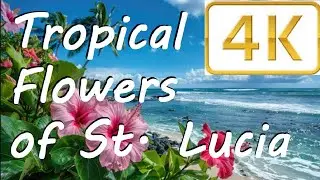 The Exotic, Beautiful, Tropical Flowers of St Lucia, Caribbean