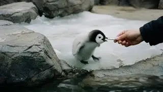 Let me feed you little one / penguin compilation #cute #pet #penguin 