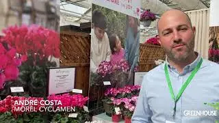 CAST 2023: Halios Select Red Satisfaction Cyclamen
