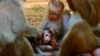 New clip, Orphan monkey baby Amanda pay attention with newly baby Jasmin so much