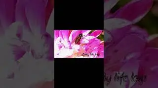 # Day  1st vlog # nature lover # my life logs#dailyvlog