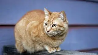 What Does Cat Spray Smell Like? Cat Spray Vs Urination Smell! (Cat Marking Information)