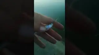 OBLETE LA MUSCA ARTIFICIALA
