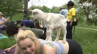 Would You Try Goat Yoga? | Pumped