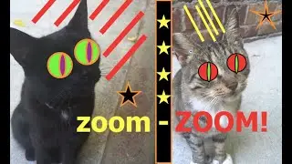 Rocket Launch Cat Zoomies!