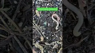 Earth Worm Timelapse 🪱