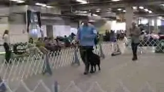 Kohl AKC obedience CD leg3