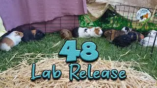 Another Large guinea pig rescue for Cavy Central Guinea Pig rescue