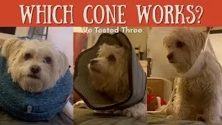 Dog Cone Showdown: Which One Actually Stops Foot Licking?