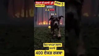 save our forrests #stop deforestation #ytshorts #ancienthistory #currentaffairsveer #saveforrest