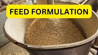 Feed formulation for my Pregnant and Lactating Pigs - Best feed for Gilt and Sow