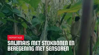 Snijmais met stokbonen en beregening met sensoren