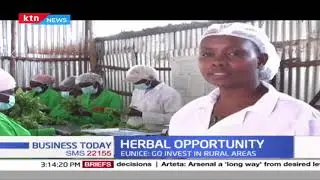 Herbal farming in Makueni that has created employment for locals