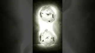 Mitose (divis&atilde;o celular) ao vivo!