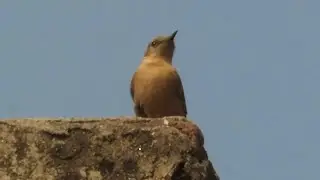 Brown Rock Chat Bird On The Terrace
