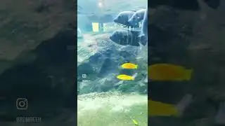 Ocean Park and Animal Safari