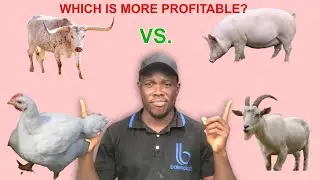 BROILERS vs PIGS vs GOATS vs CATTLE | Which is More PROFITABLE?