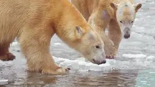 Evolution Knew What Was Coming: Animals Prepared for Apocalypse!