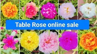 How to pack table Rose cuttings for courier 🥰#gardening #terracegarden #portulaca #flowers #garden