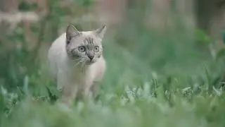 Adorable Cat Stalking Something in the Grass | Kitten Moments
